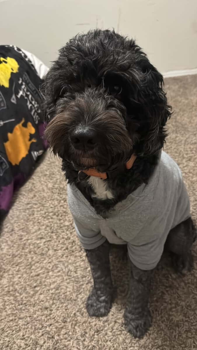 MEET BEAR 🐾 image 3