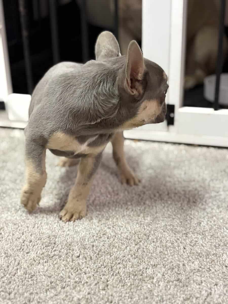 Tyson French Bulldog image 3