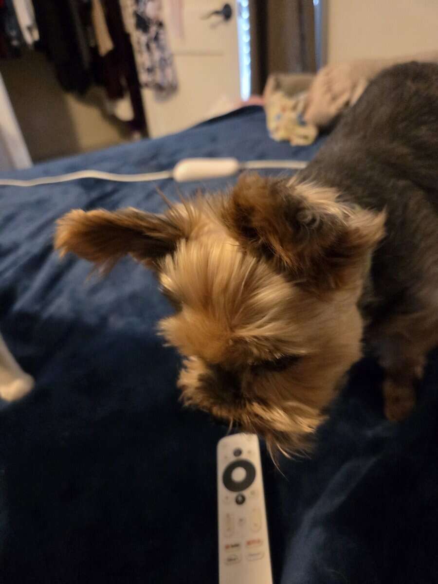 Senior dog image 1