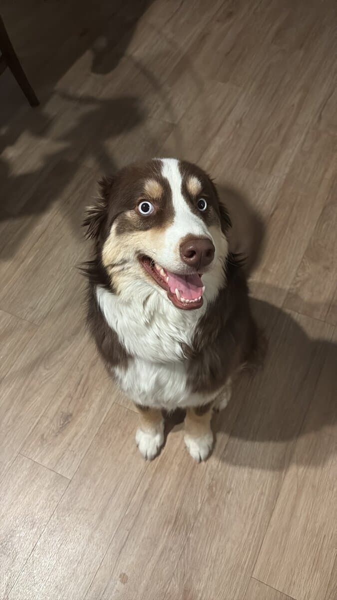 Australian Shepherd for sale image 1