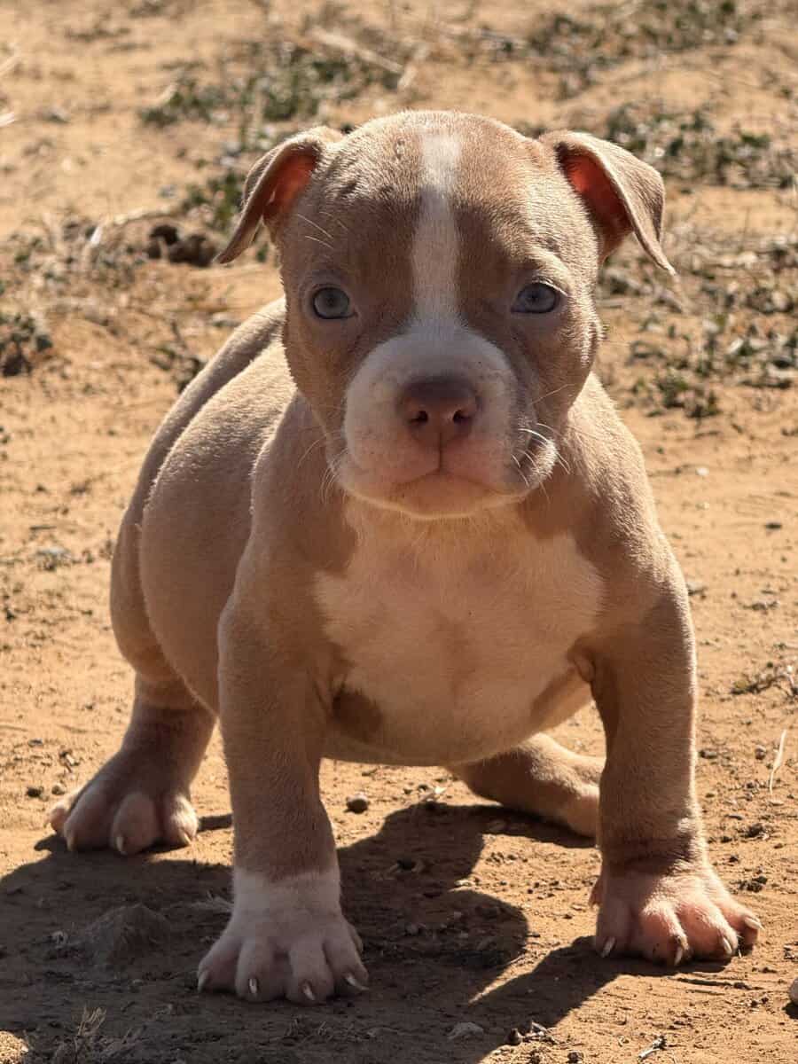 American Bullys image 5