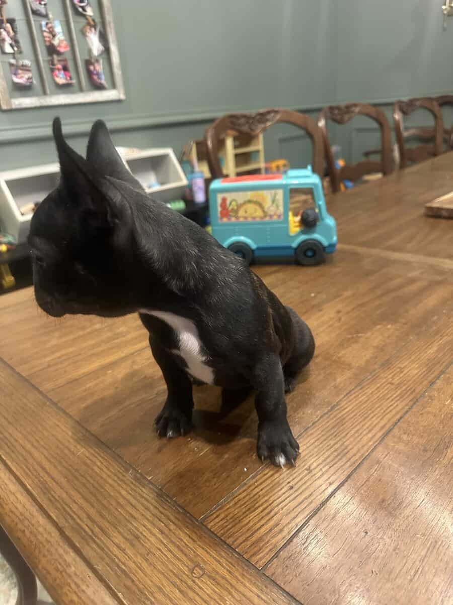 Brindle female image 2