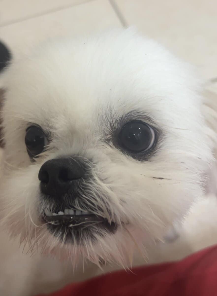 Loving Home Needed for 1-Year-Old Shih Tzu image 2