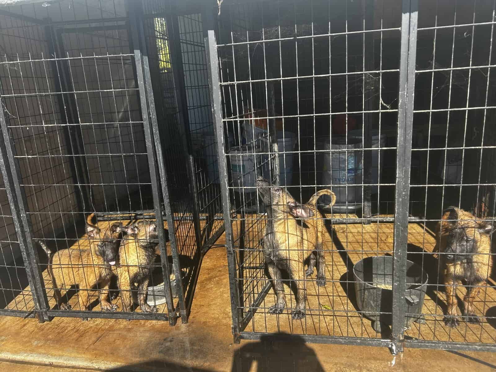 Belgian Malinois puppies image 2