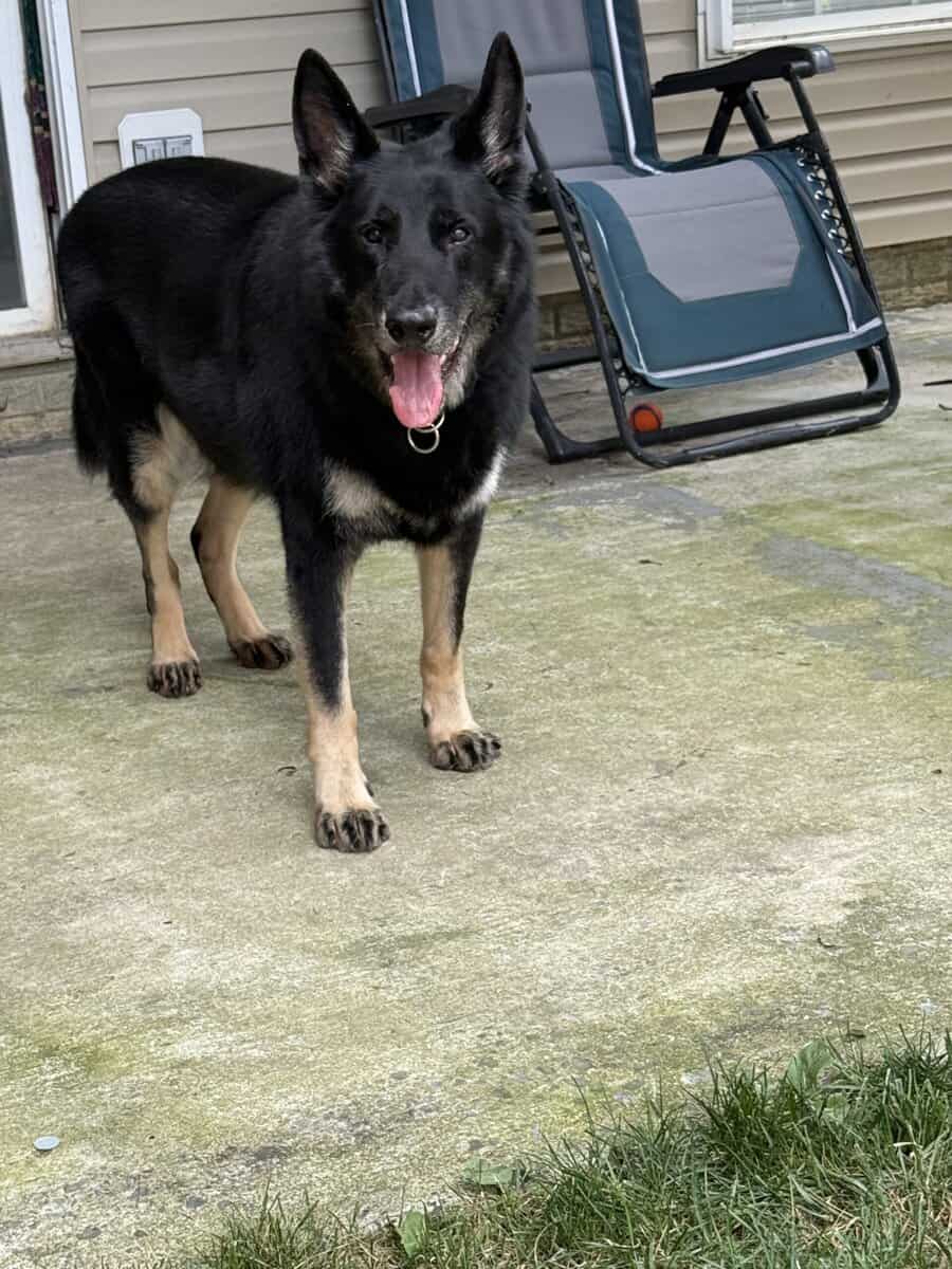 looking for home for my German Shepherd image 4