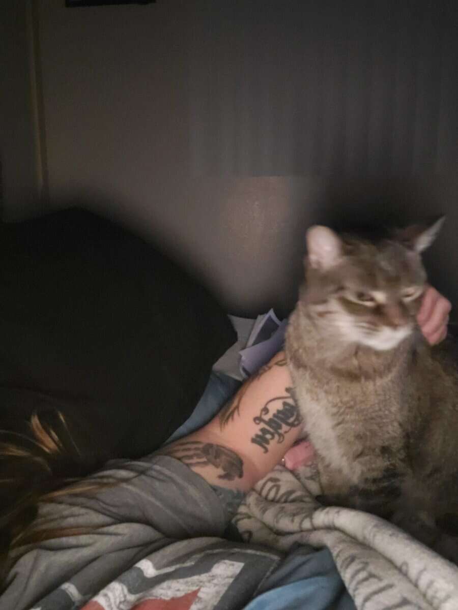 Free cat looking for a new forever home. image 4