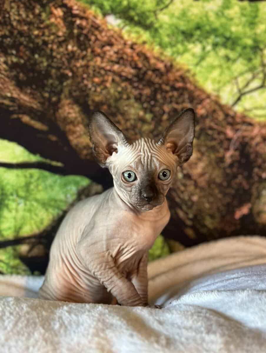 Sphynx kitten image 8