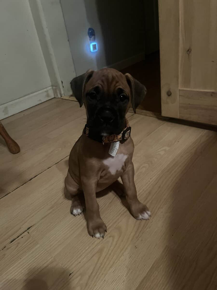 Boxer puppies image 15