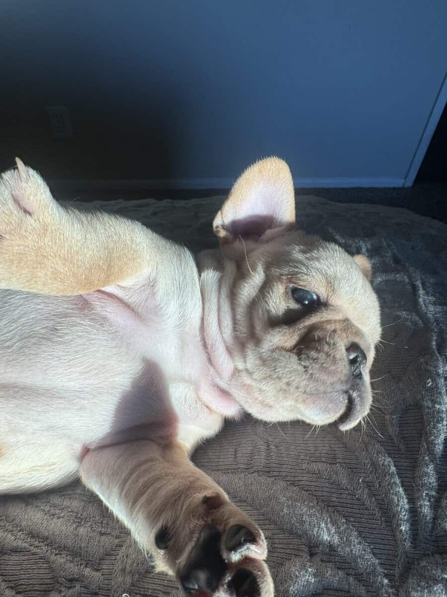 French Bulldog Puppies image 3