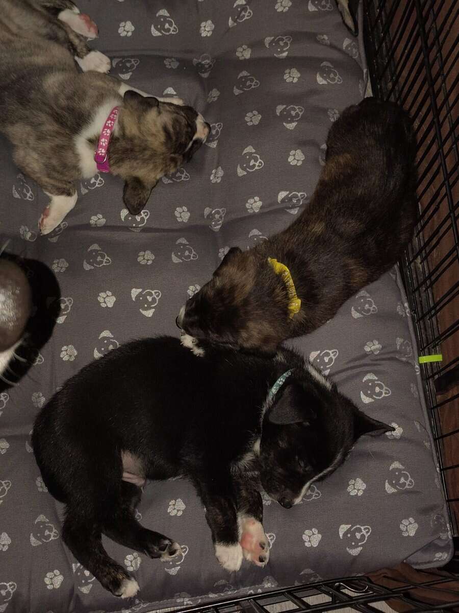 6 puppies image 4