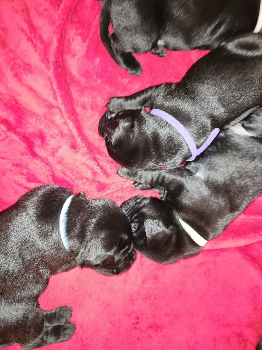 Registered Black Labrador Retriever puppies image 6