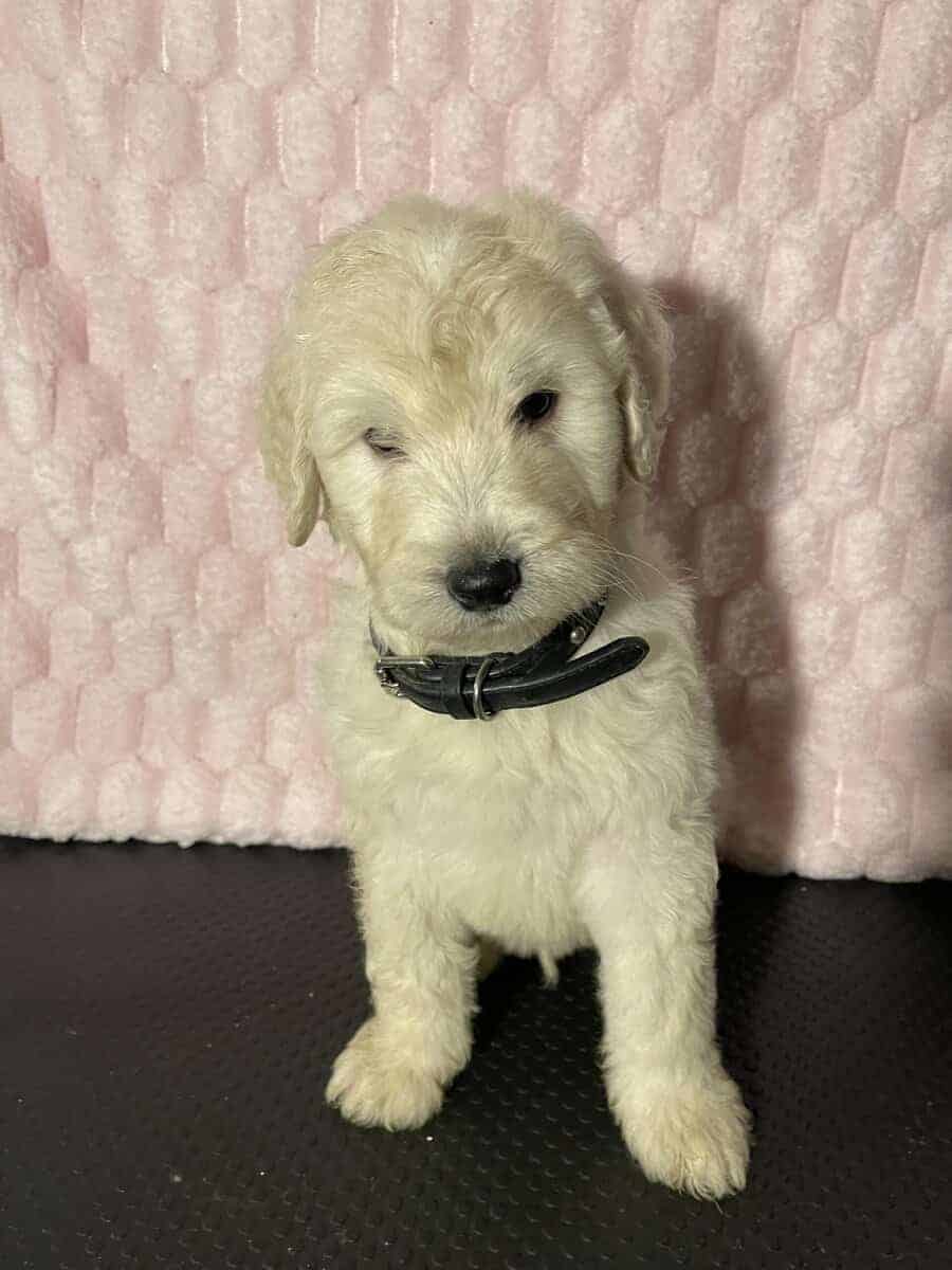 Golden doodle puppies image 6