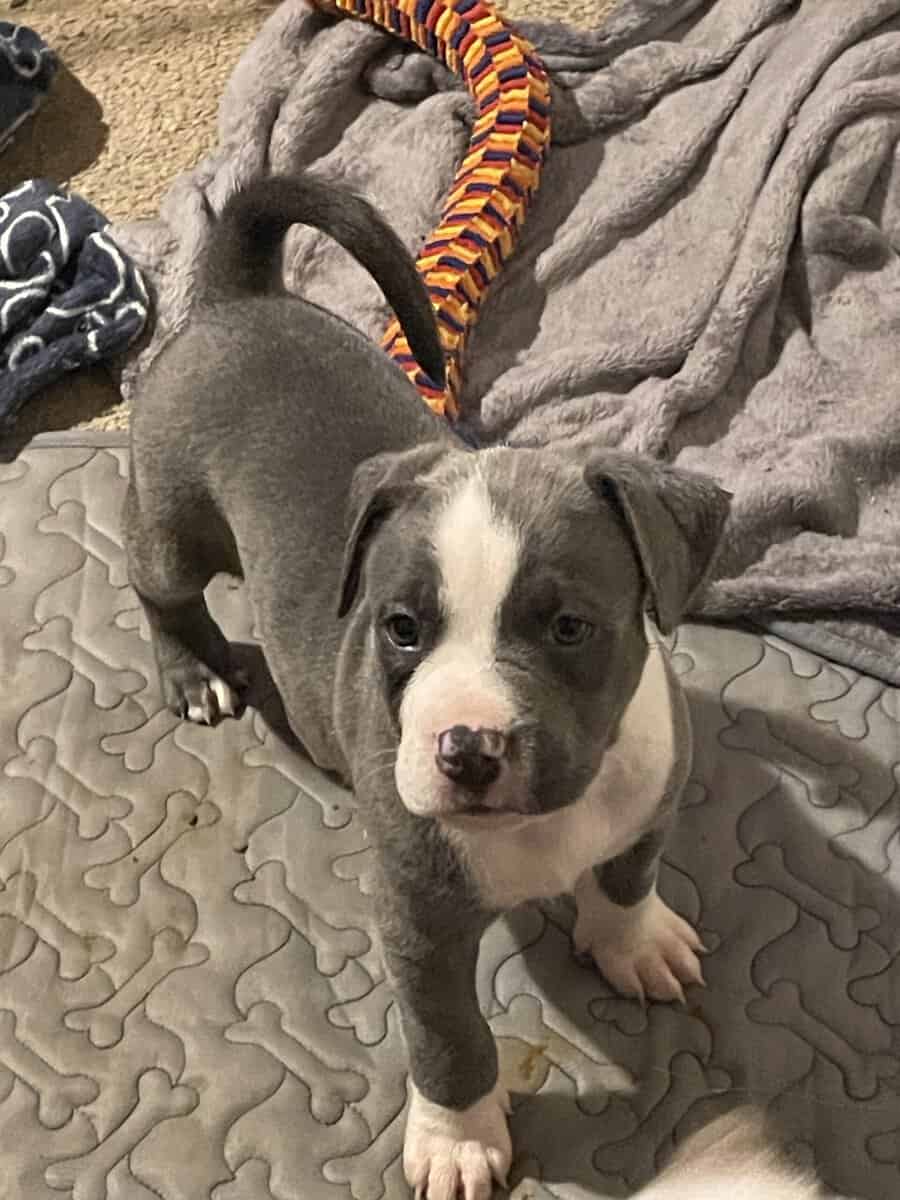 Akita/Pit mix puppies for sale image 5