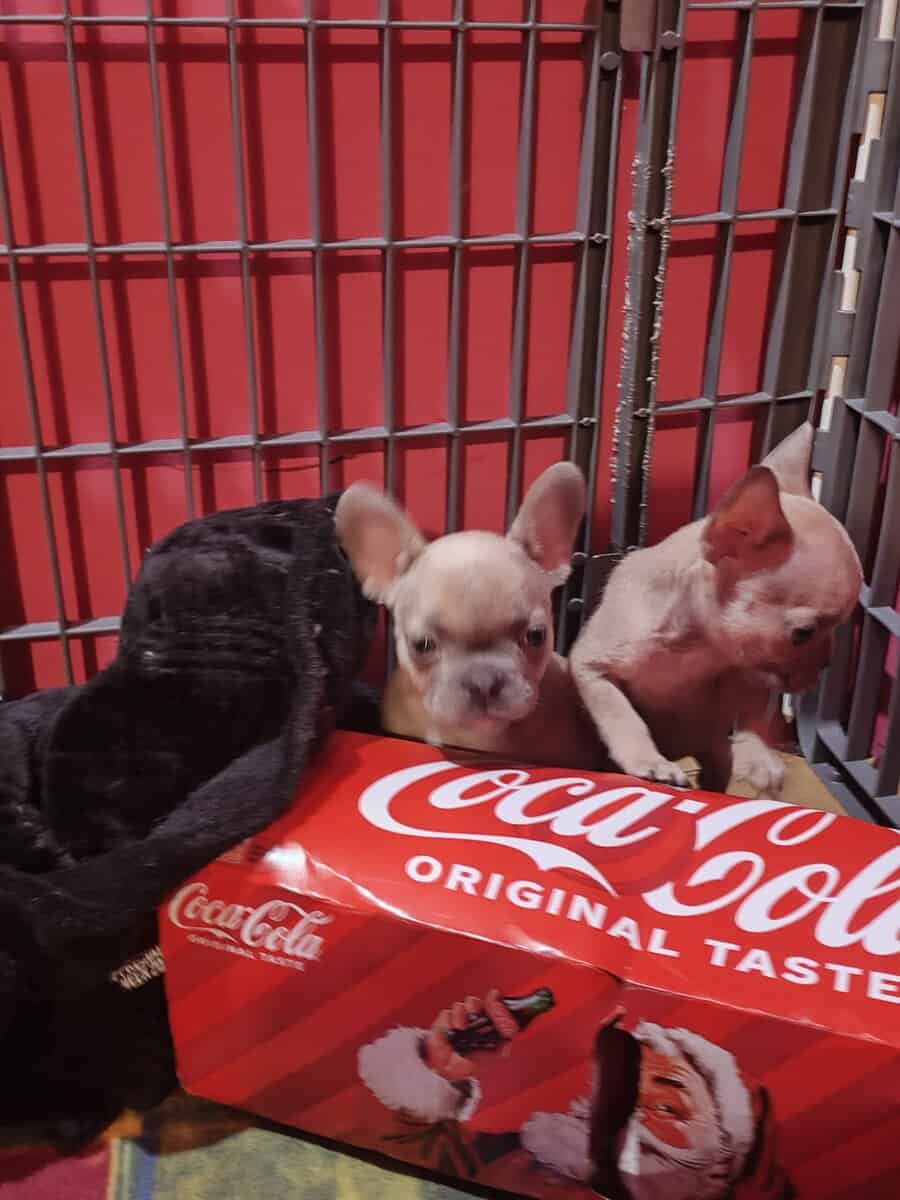 French Bulldog Pups (Quality Blood) image 2