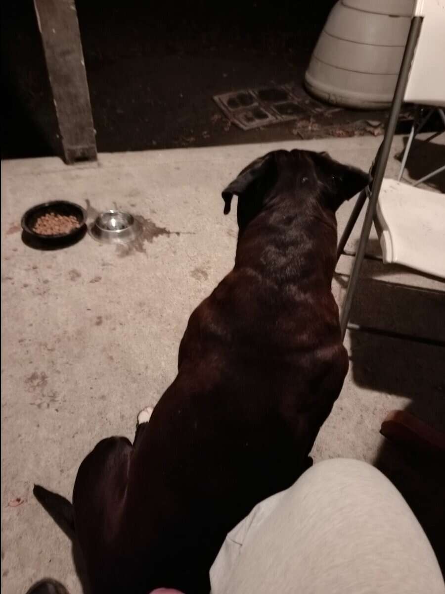 American Staffordshire terrier image 2