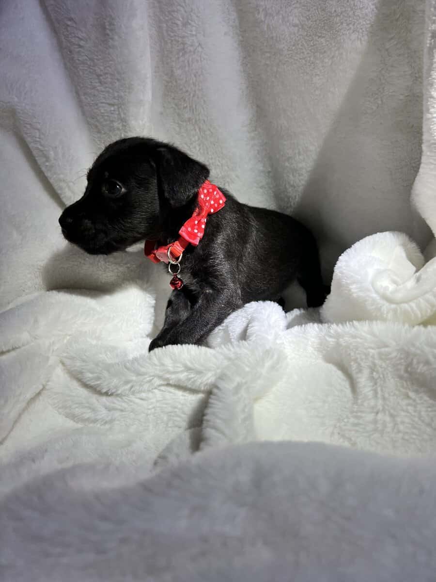 Cane Corso - Standard Poodle “Canoodles” image 10