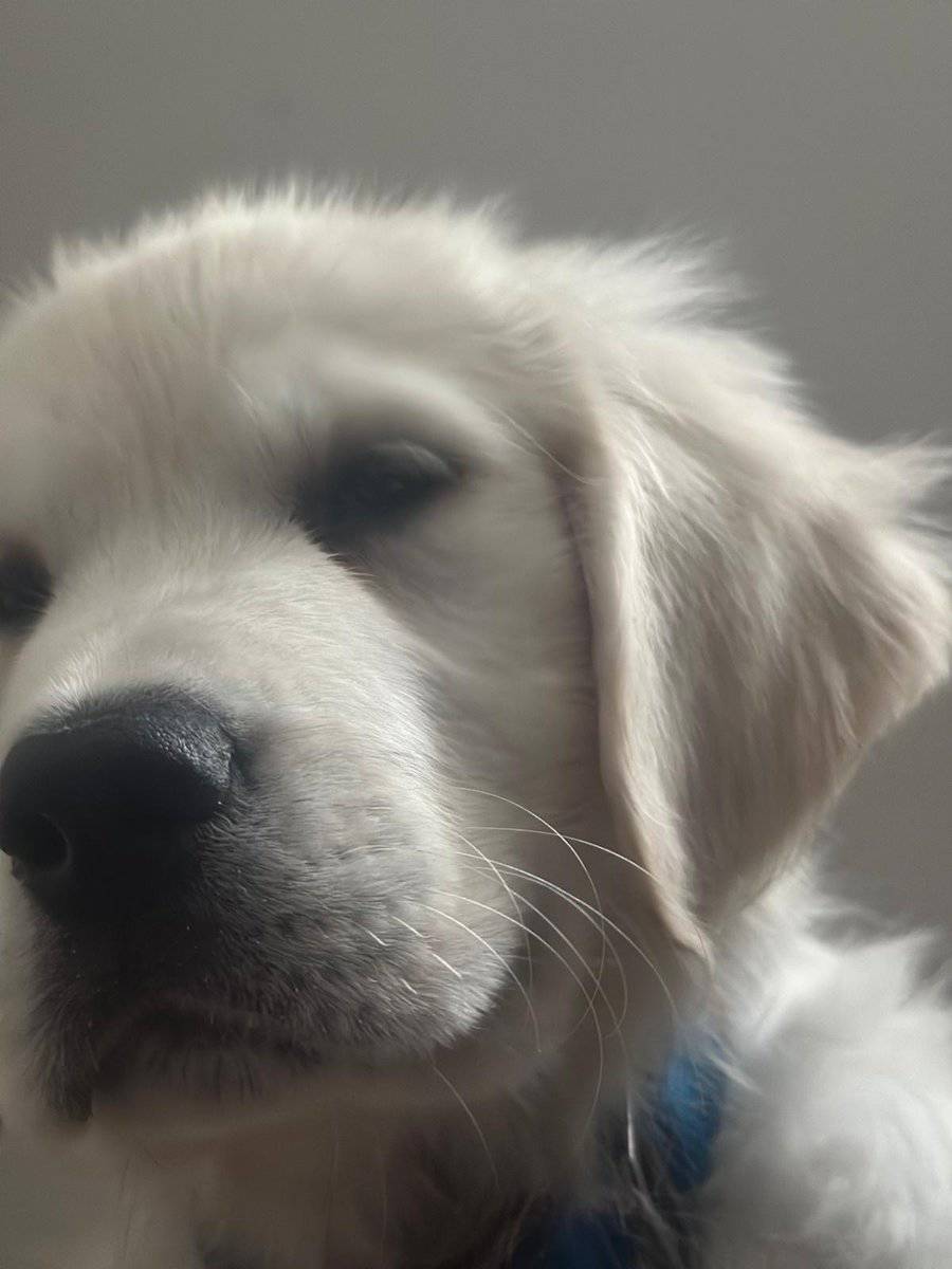 11 Week-Old Female Puppy for Sale image 10