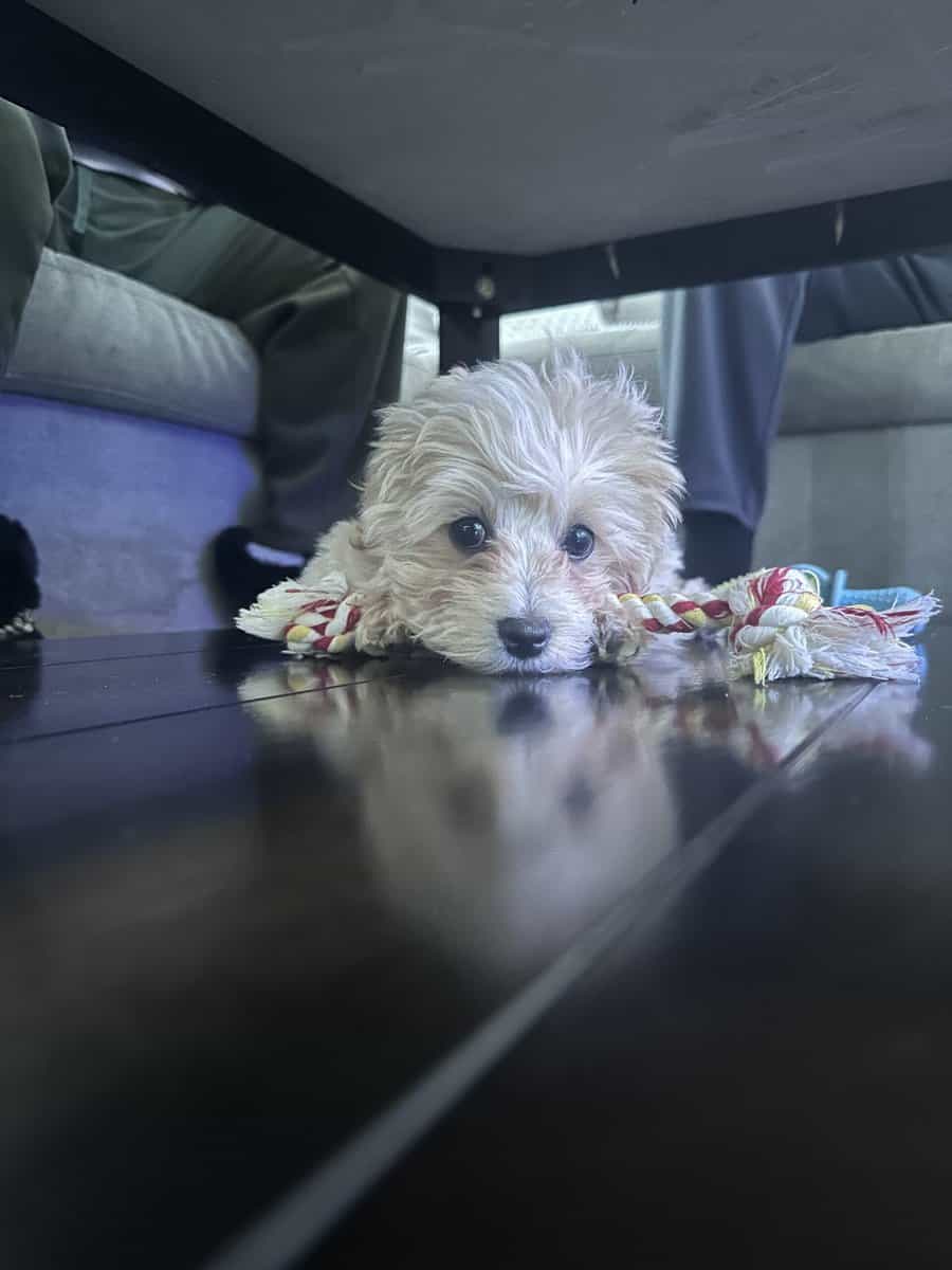 Maltipoo image 1