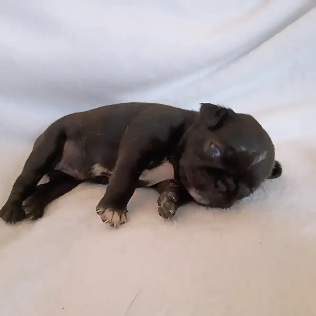 Loving Pugs image 9