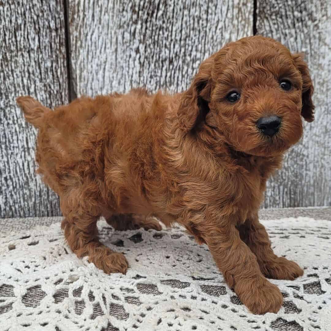 Toy poodle puppies available image 2
