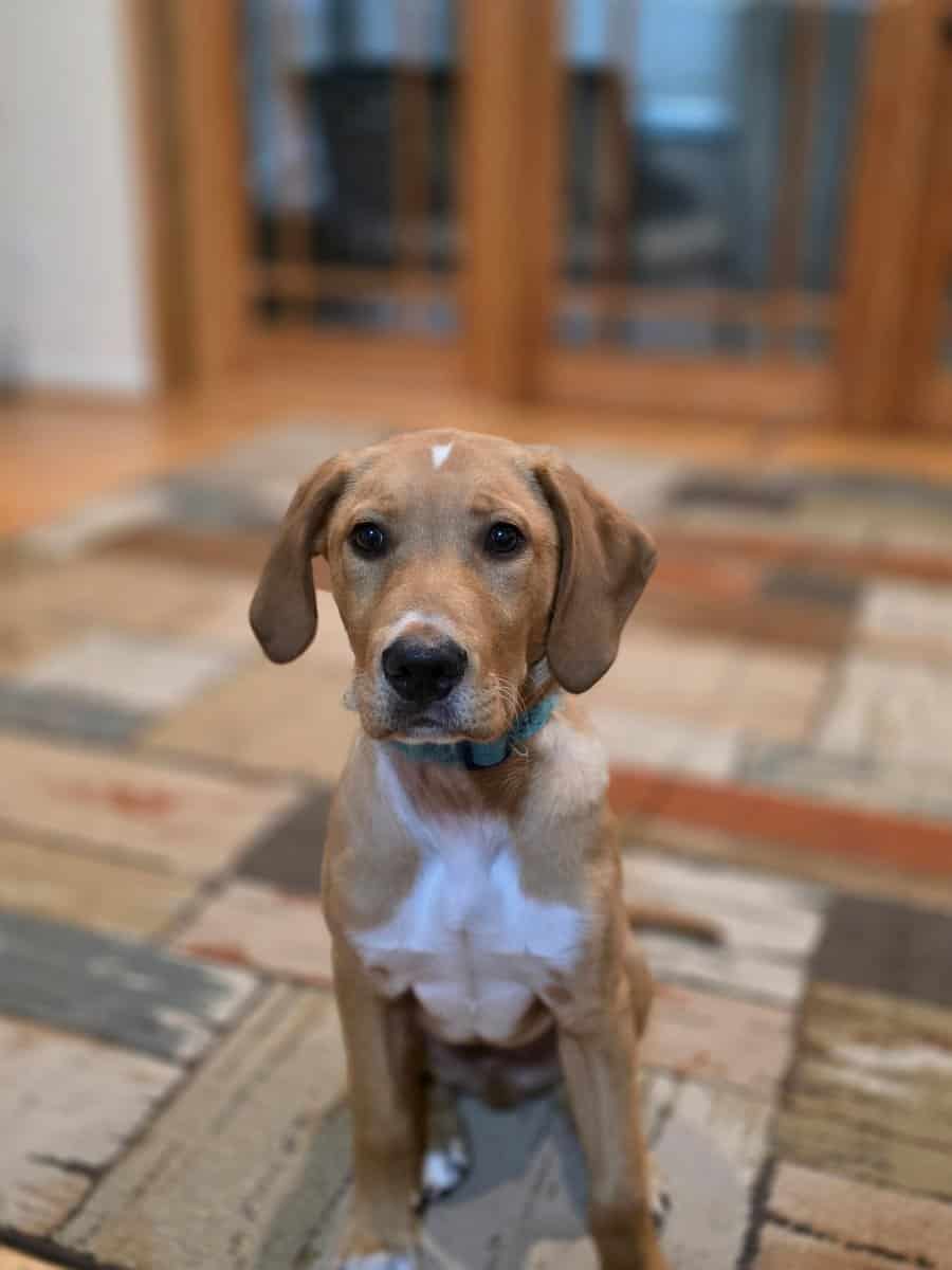 Golden retriever/ lab image 3