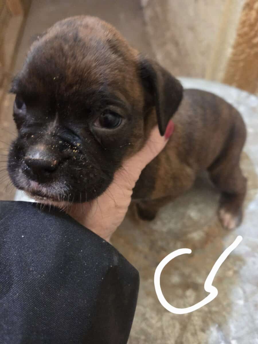 Boxer image 6