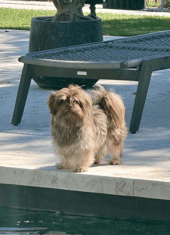 Purebred Mi-Ki, Neutered Male image 1