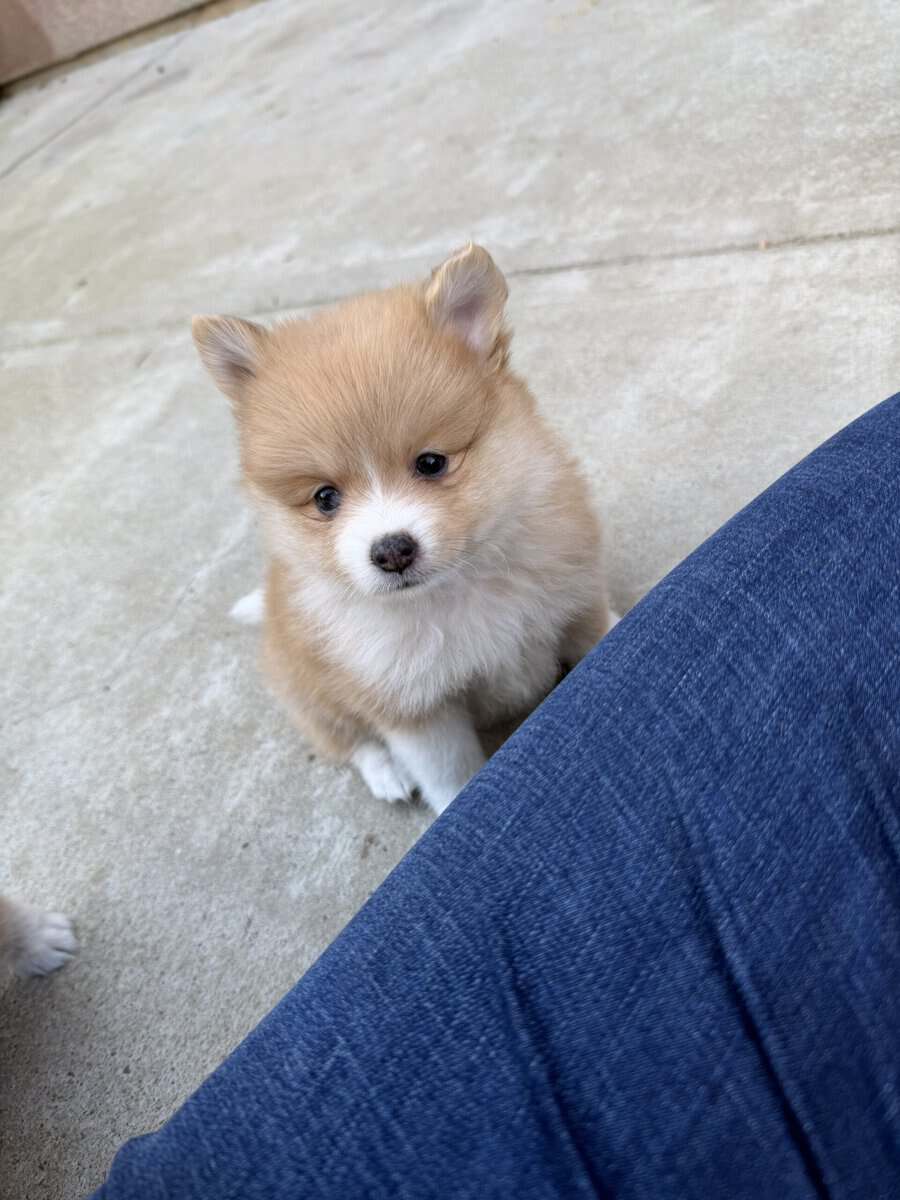 Pom puppies image 2