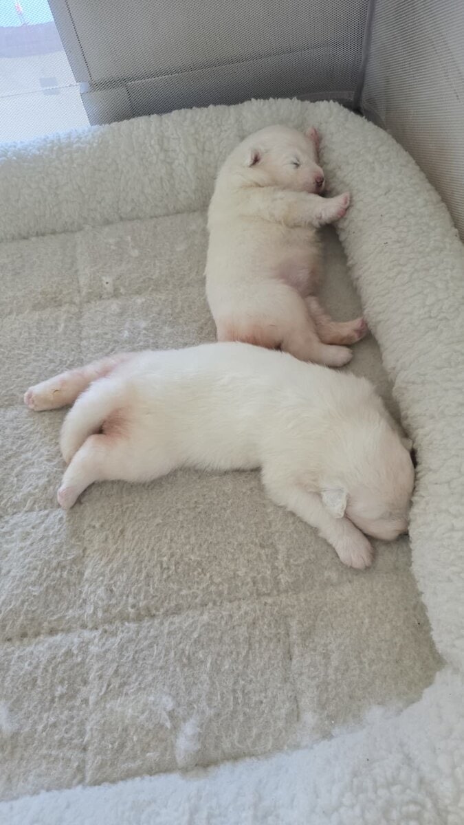 Samoyed female's 4 weeks image 2