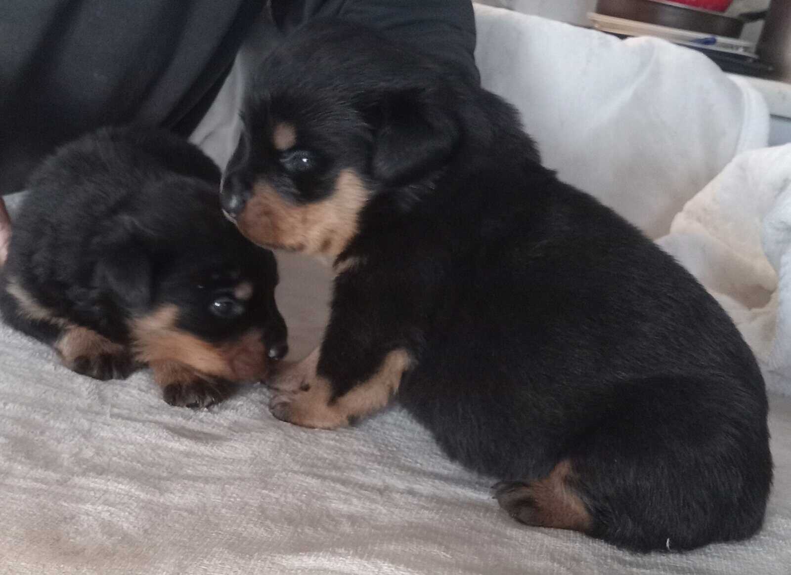 Rottweiler Puppies Looking for Forever Home image 4