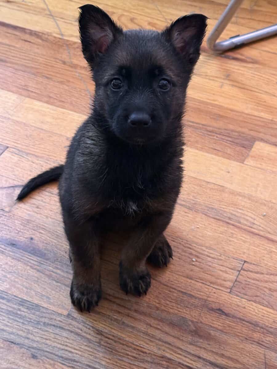 Free Belgian Malinois pups 2 females left 10 weeks image 2