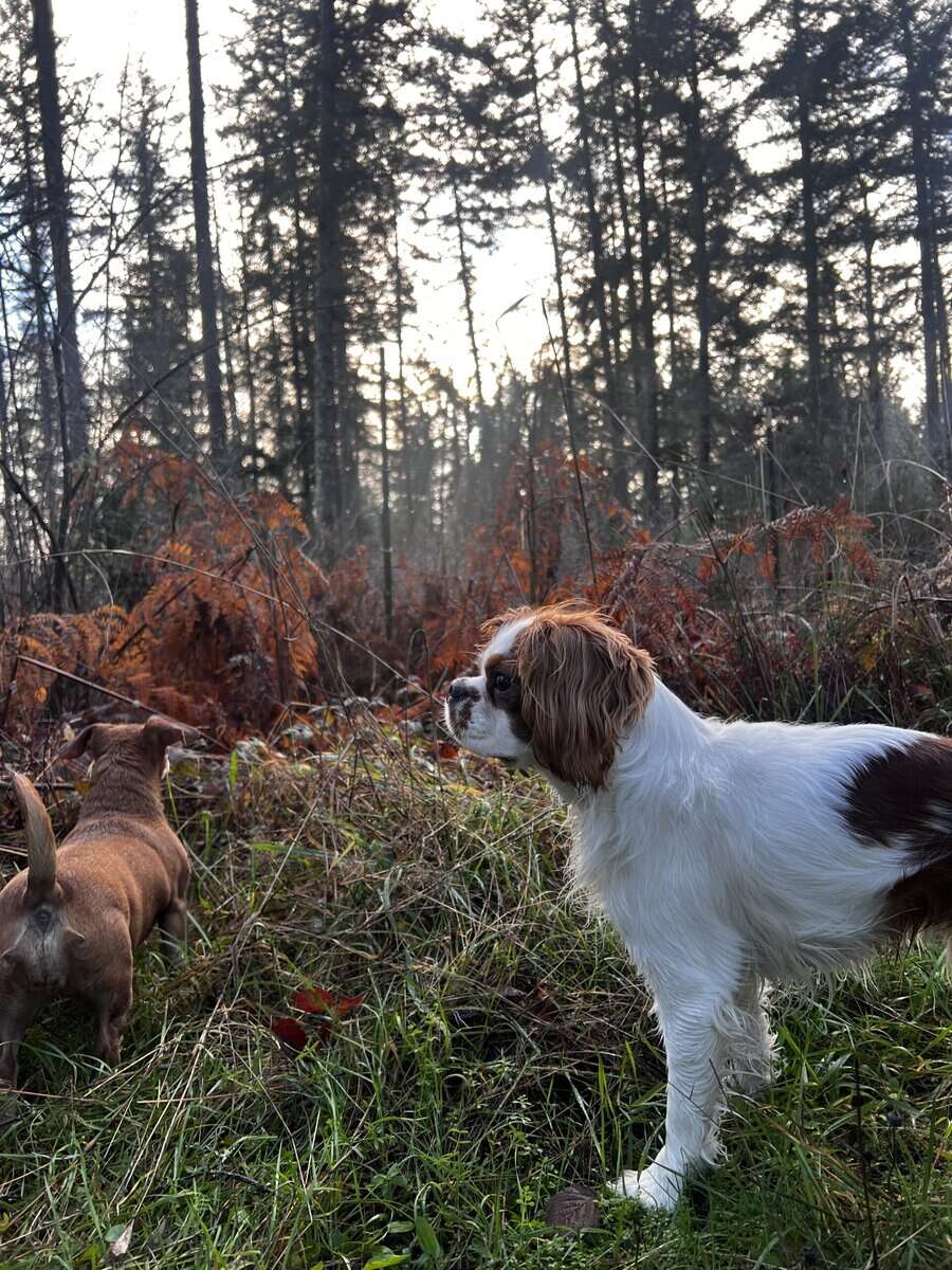 King Charles cavalier image 5