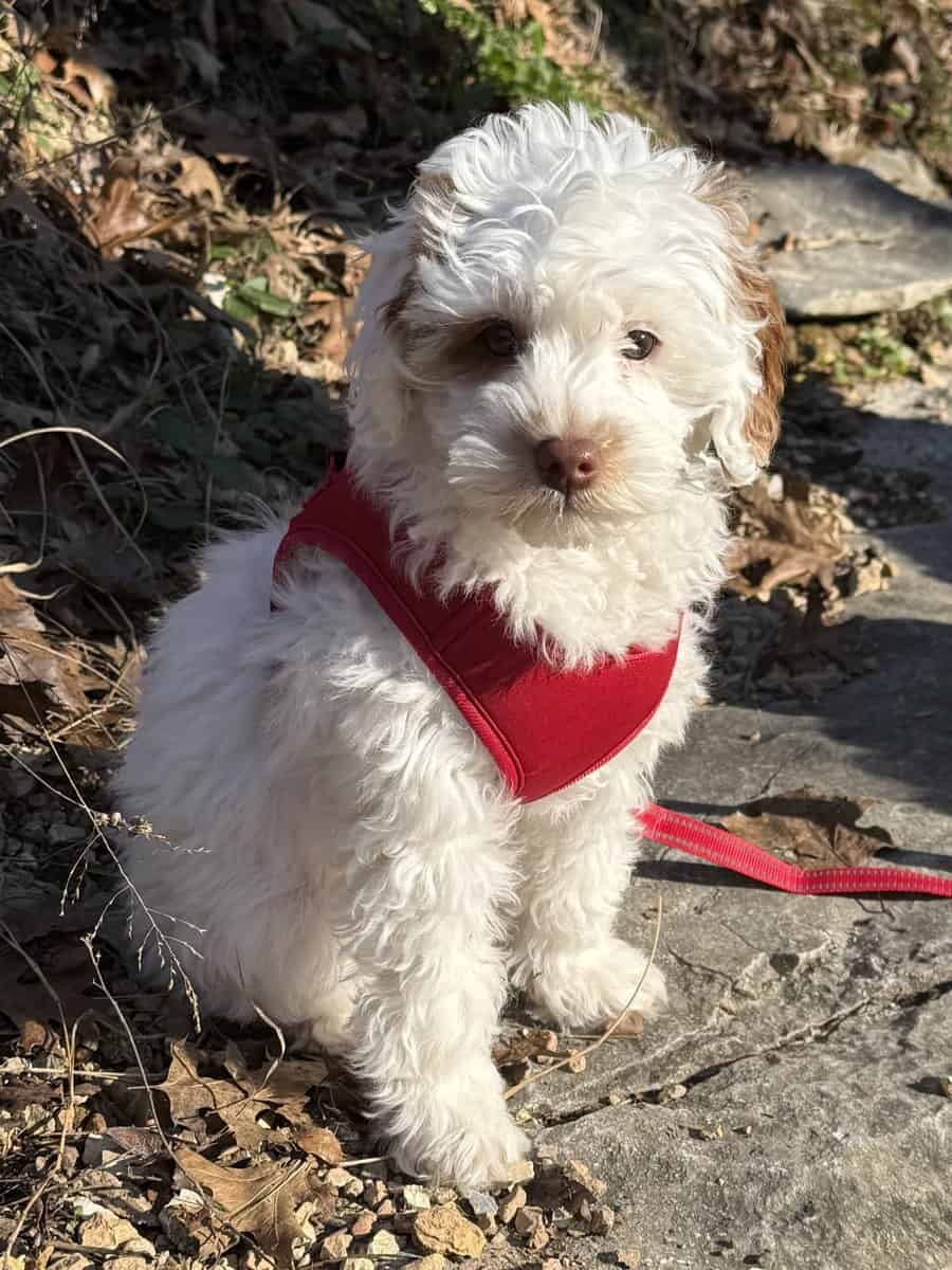 Micro Labradoodle puppy image 4