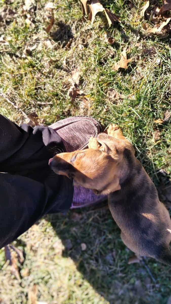 Mini Dachshund image 5