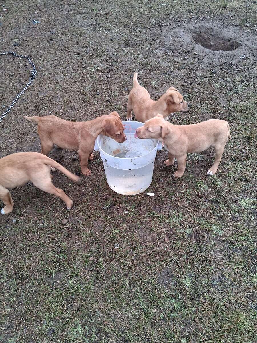 Ridgeback and pit puppies mix image 1