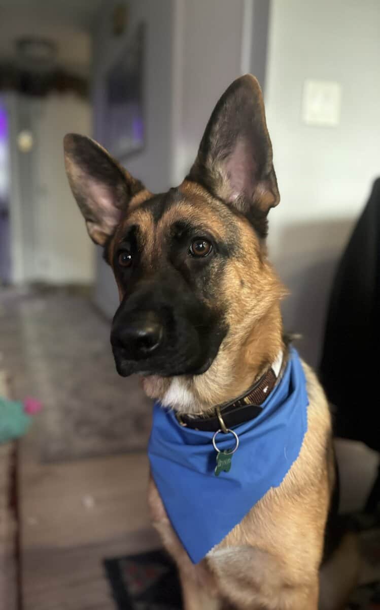 German Shepard and Border Collie Mix image 3