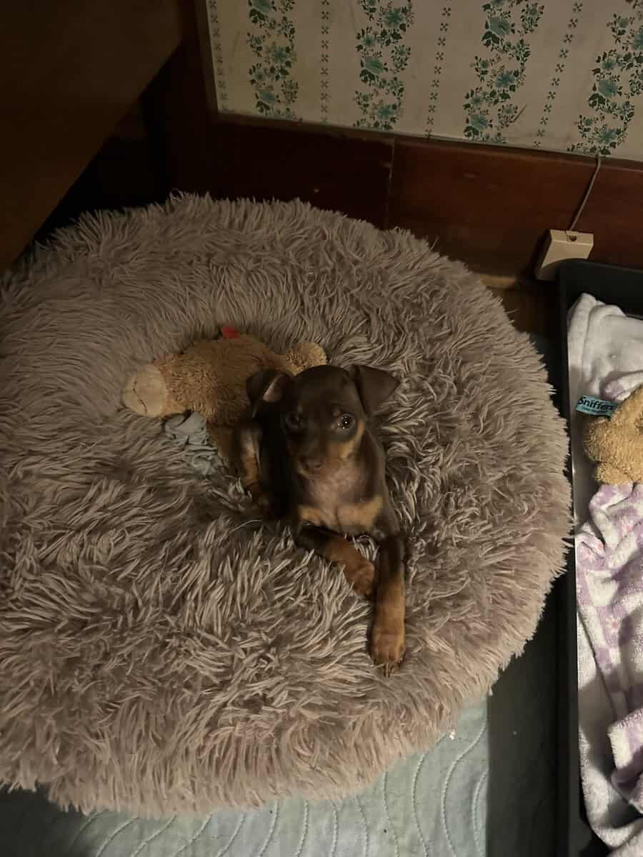 Min pin puppies image 9