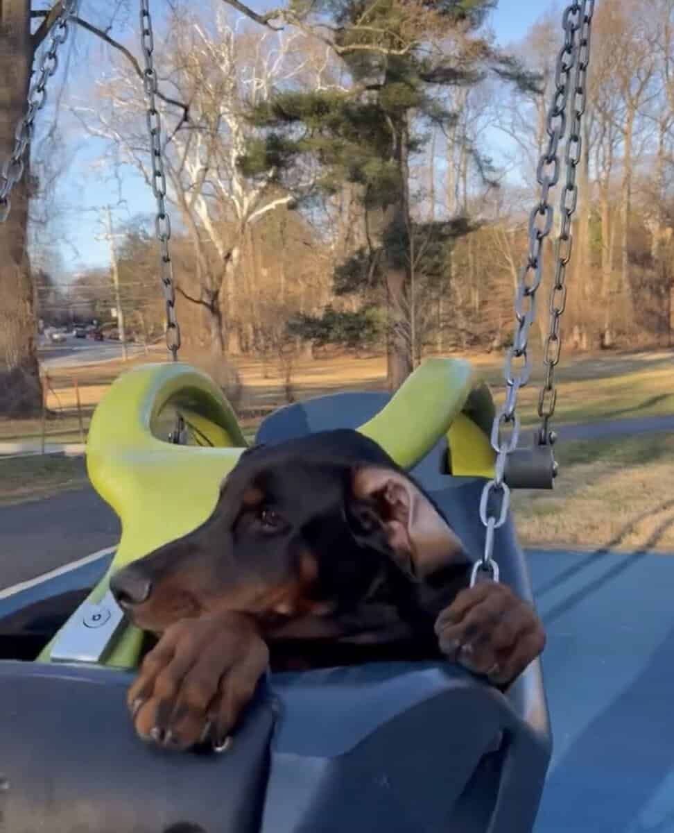 Loving & Smart 4-Month-Old Male European Doberman image 1