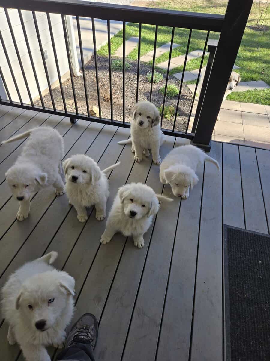 Great Pyrenees Puppies image 1