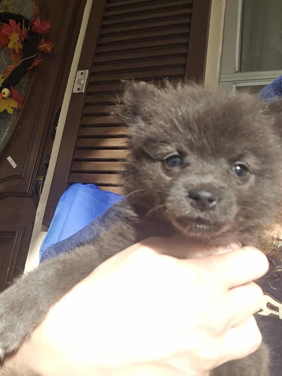 Pomeranians image 7