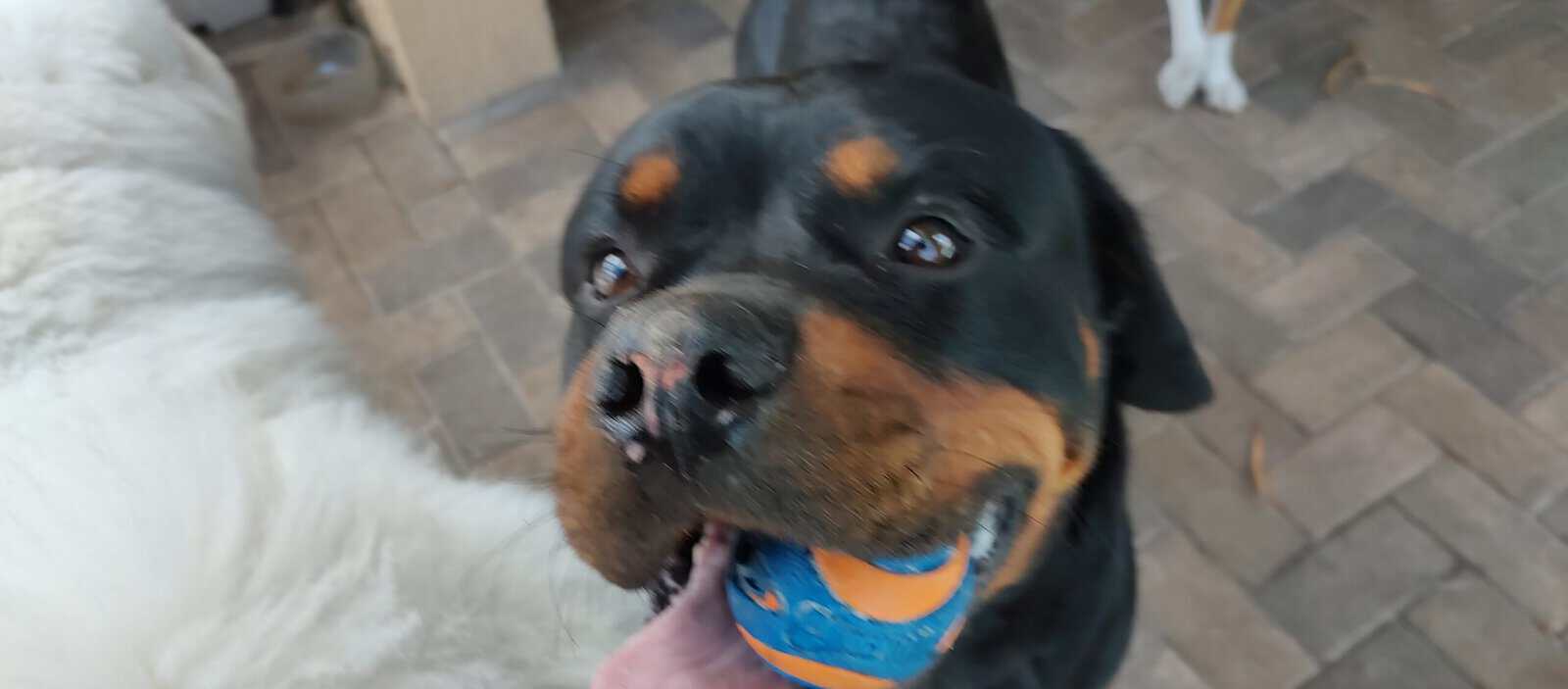 AKC Certified Litter Proven Rottweiler Stud image 7