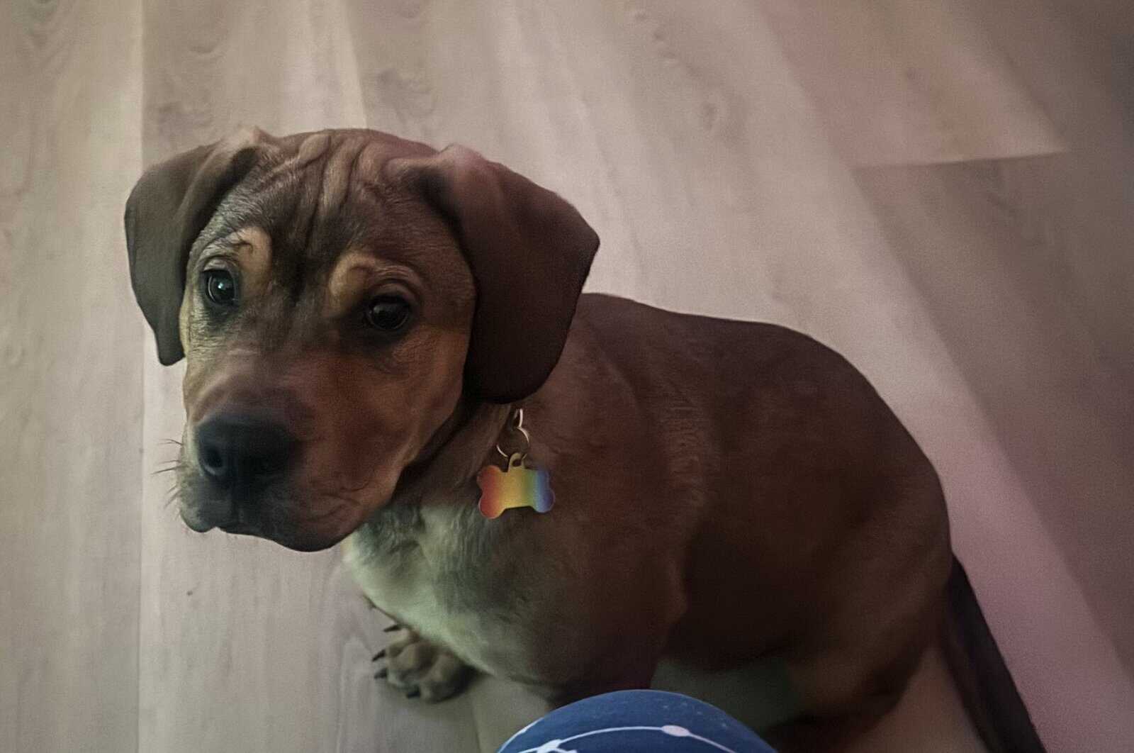 Barkley, Free to a Good Home image 5