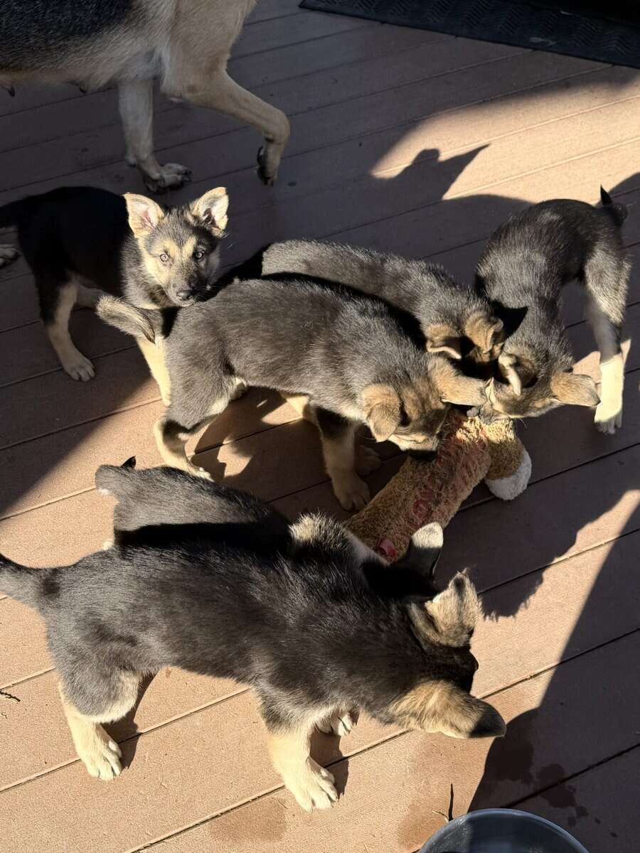 German shepherd/ white shepherd puppies image 2
