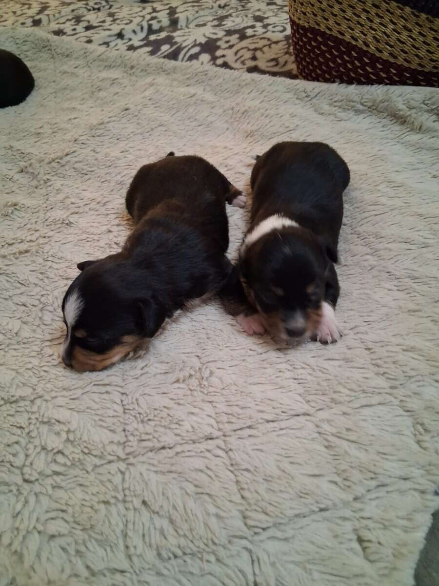 Small breed puppies image 7