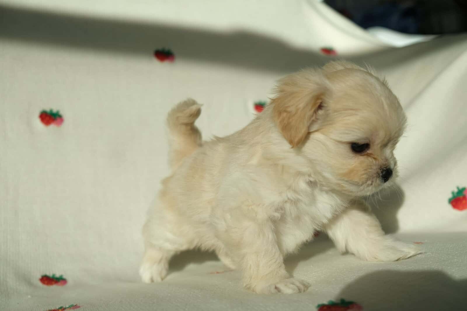 Maltese mix boy image 6