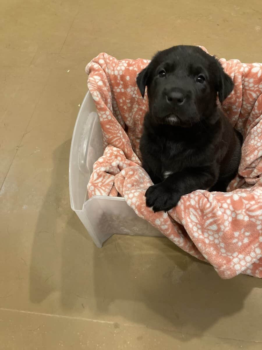 Lab mix puppies image 10