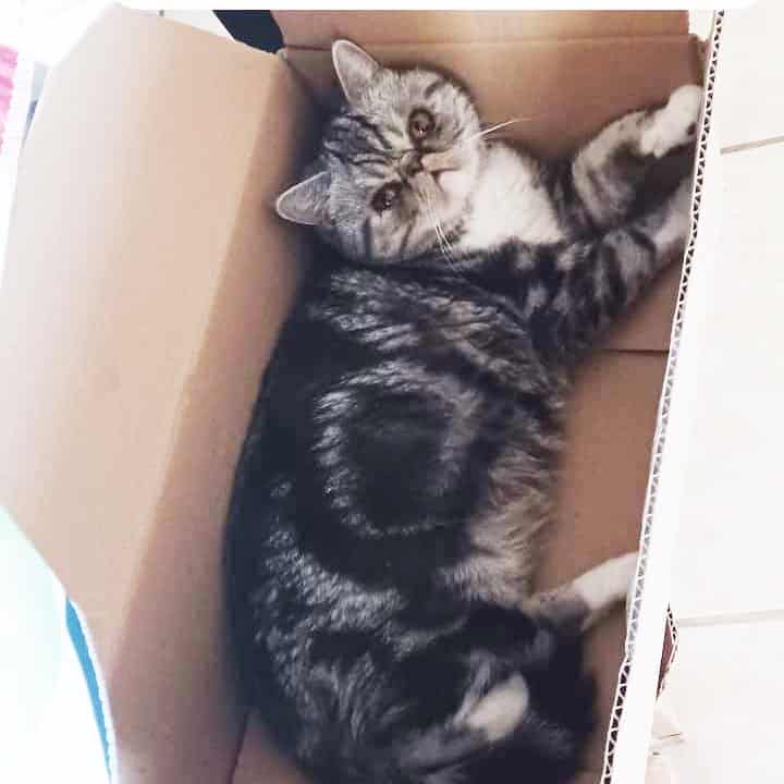 Silver tabby & Wht Exotic shorthair ADULT Female image 1