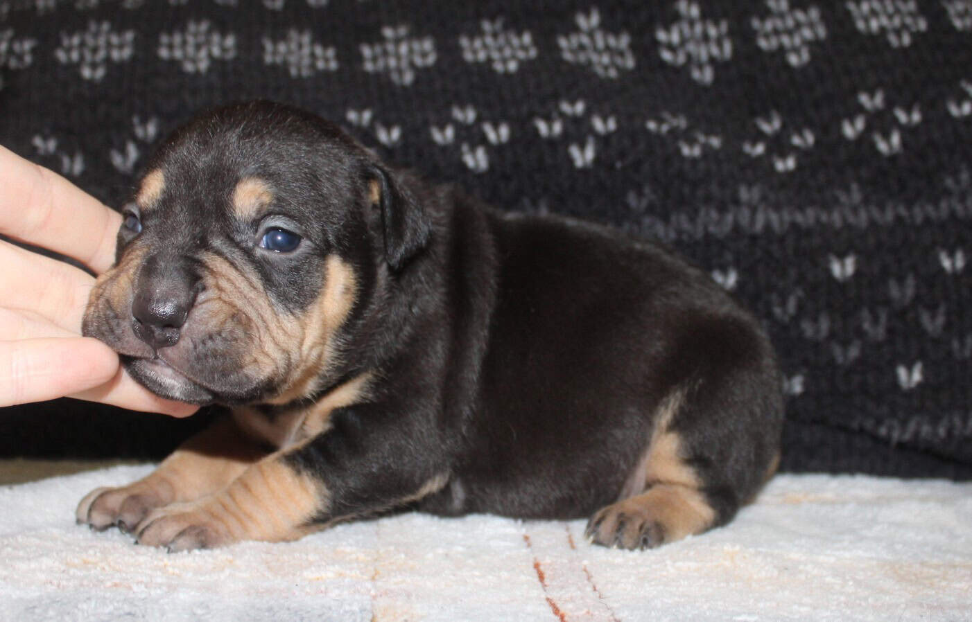 Abkc American Bully Puppies image 2