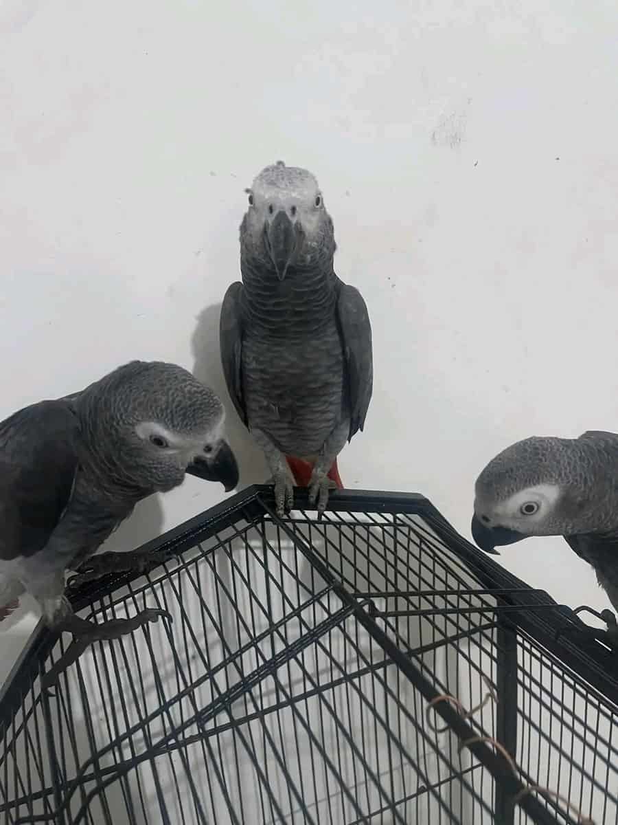 Male and female African grey Parrots Available image 5
