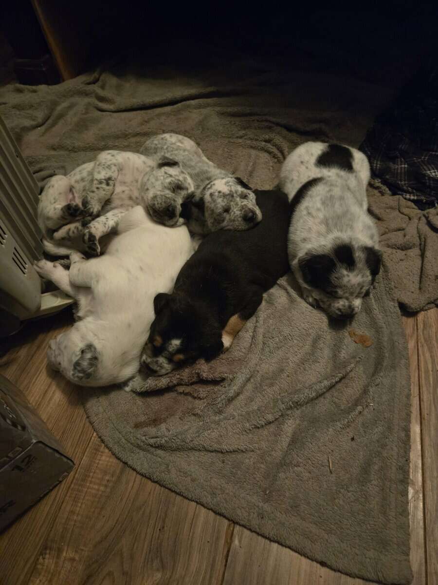 Rehome pitsky pups image 1